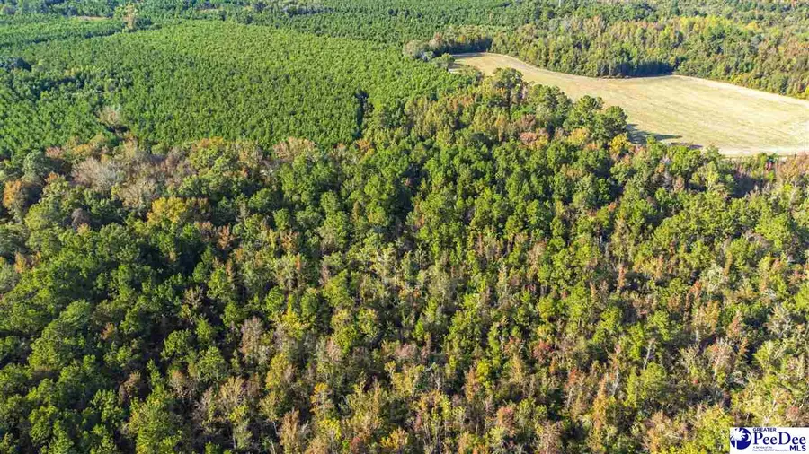 TBD I M Graham Rd, Cades, SC 29518 - Image #3
