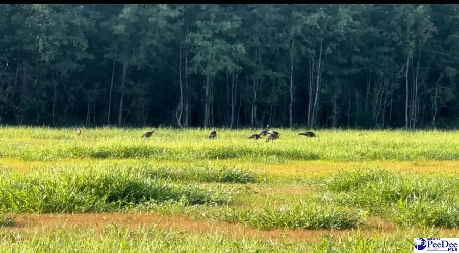 1400 Kelley Rd, Olanta, SC 29114 - Image #3