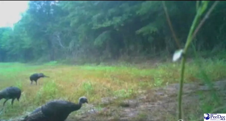 1408 Kelley Rd, Olanta, SC 29114 - Image #3