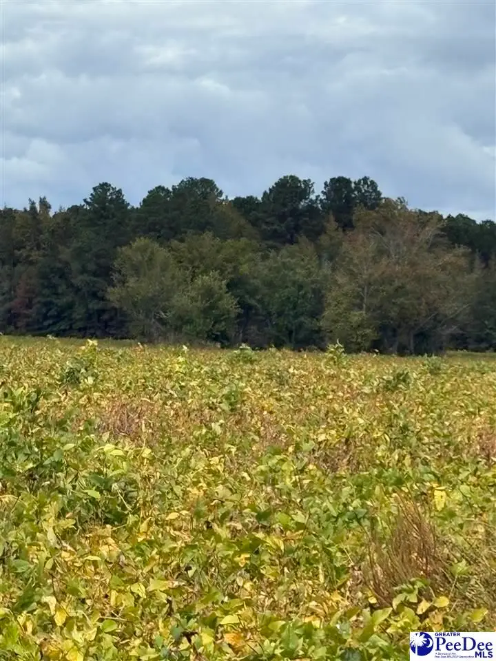 1416 Kelley Rd, Olanta, SC 29114 - Image #3