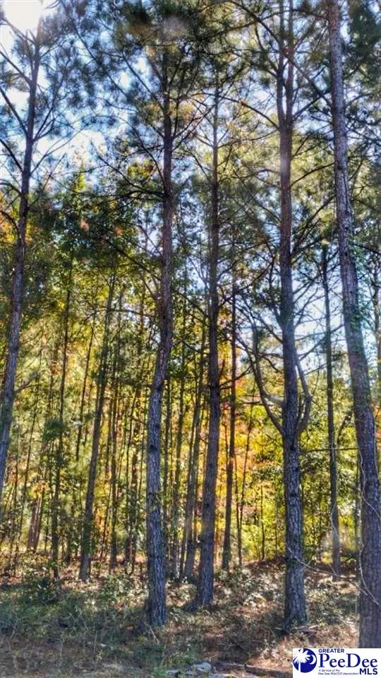 Lot 8 Zachary Court, Latta, SC 29565