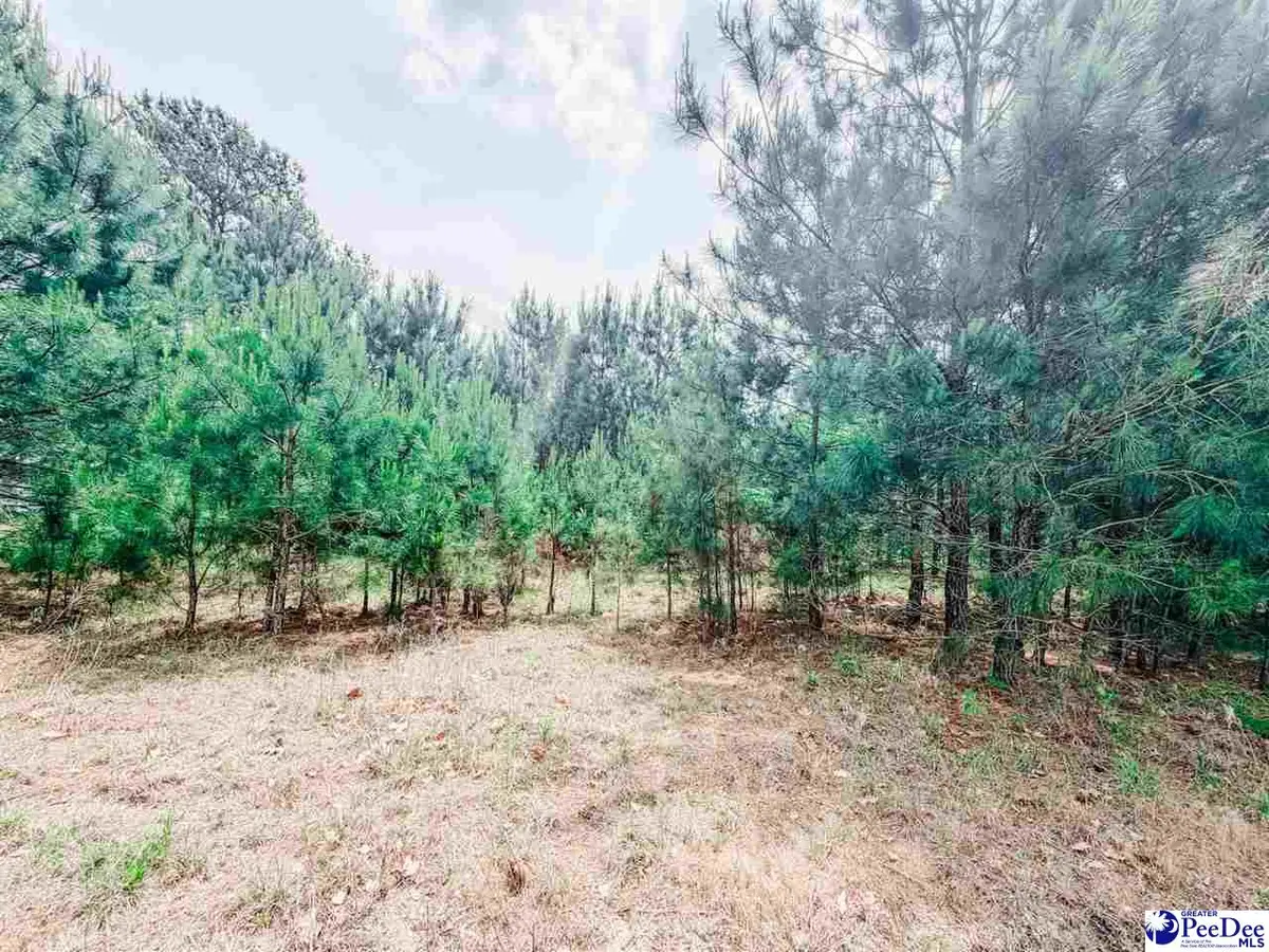 202 Meggs Island Road, Latta, SC 29565 - #1