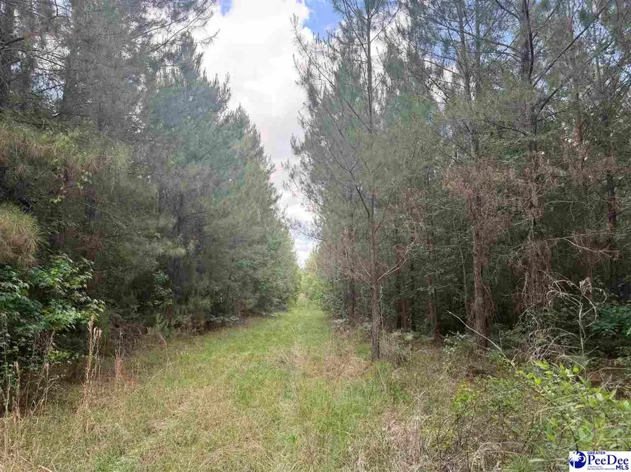 New Farm Rd, Hemingway, SC 29554 - #3