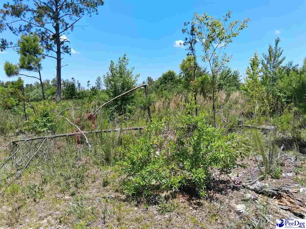1767 Short Road, Wallace, SC 29596 - #1