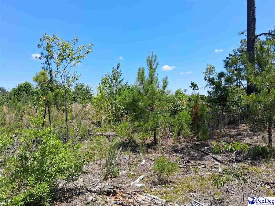 1767 Short Road, Wallace, SC 29596 - #2
