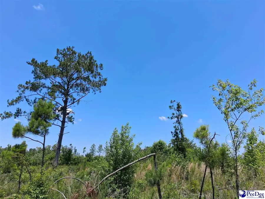 1767 Short Road, Wallace, SC 29596 - #3