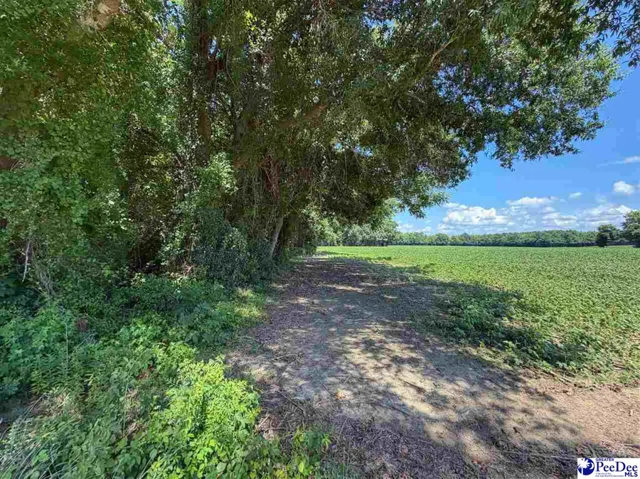Lot 2 Meadow Court, Lake View, SC 29563 - #2