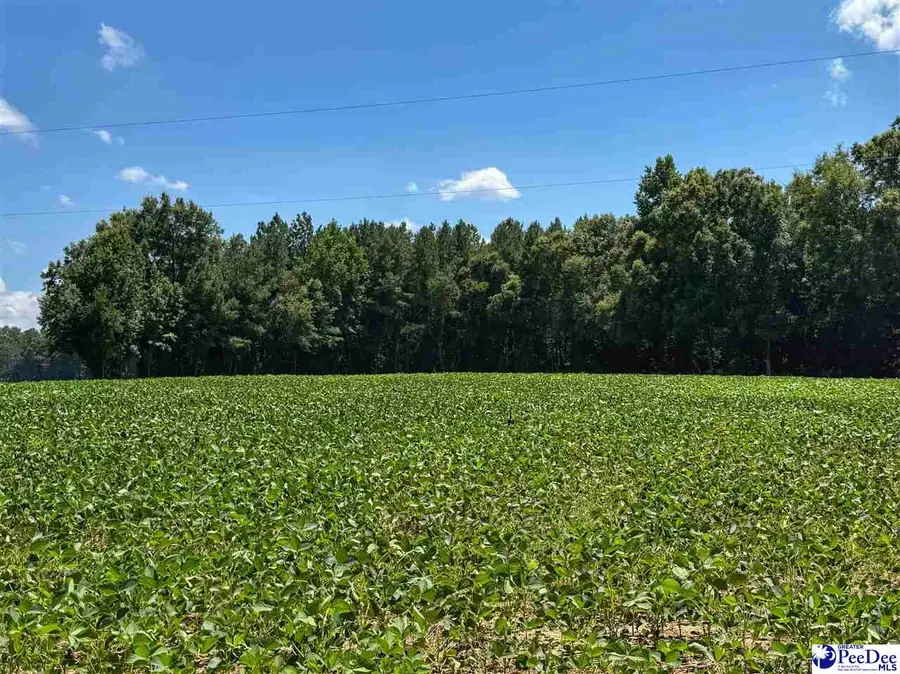 TBD Ovenbottom Road, Lake View, SC 29563 - #3
