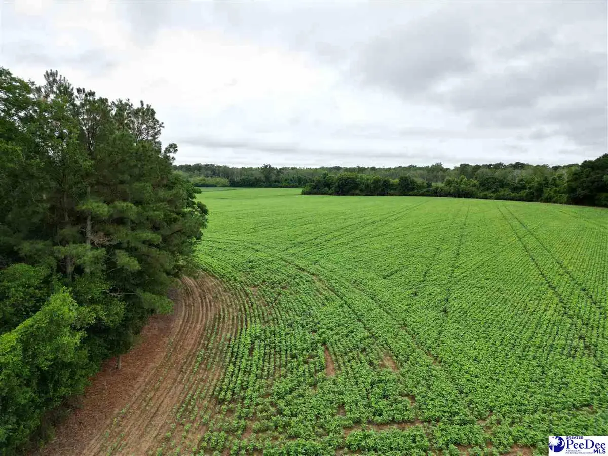 45+/- acres Road 300, Dillon, SC 29536 - #1