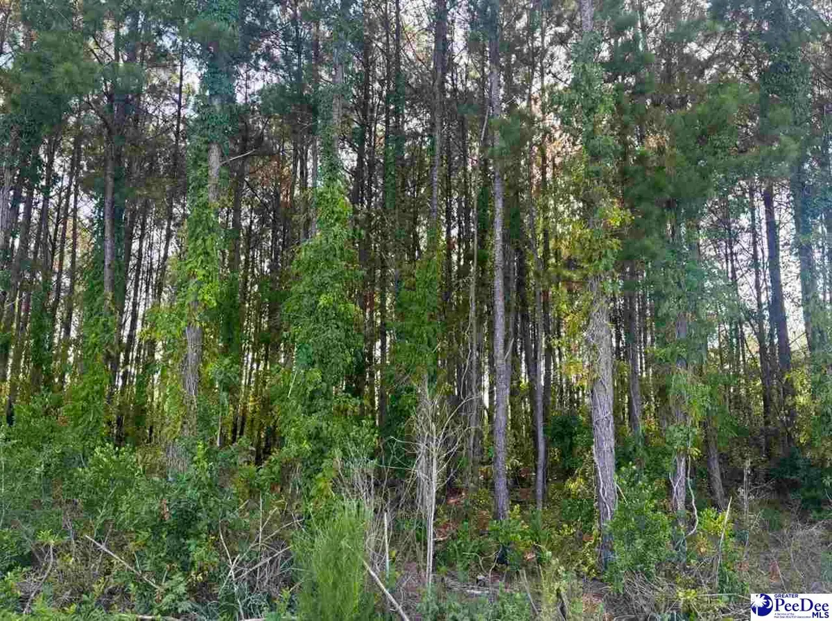 Commanchee Street Lots, Hartsville, SC 29550 - #1