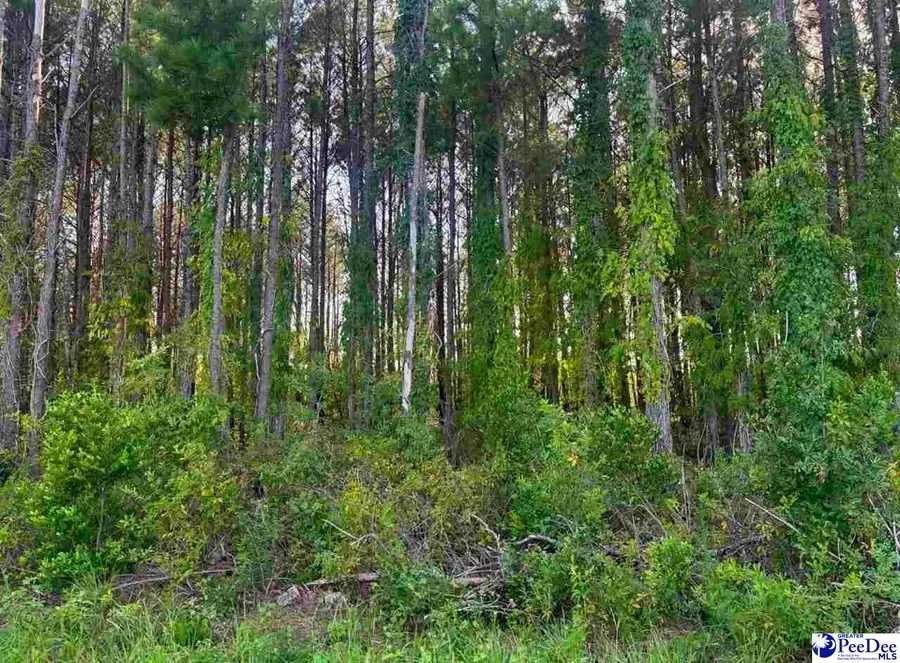 Commanchee Street Lots, Hartsville, SC 29550 - #2