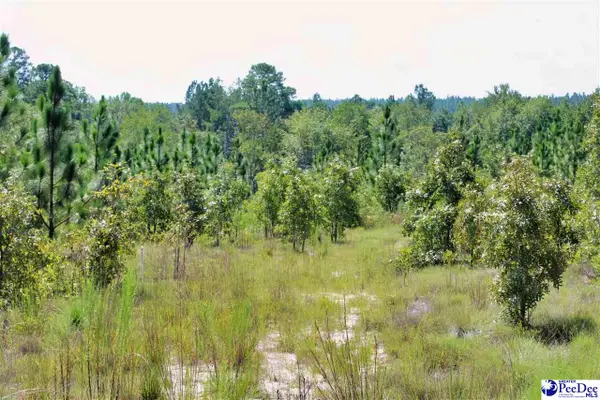 Wire Road 3, Patrick, SC 29584