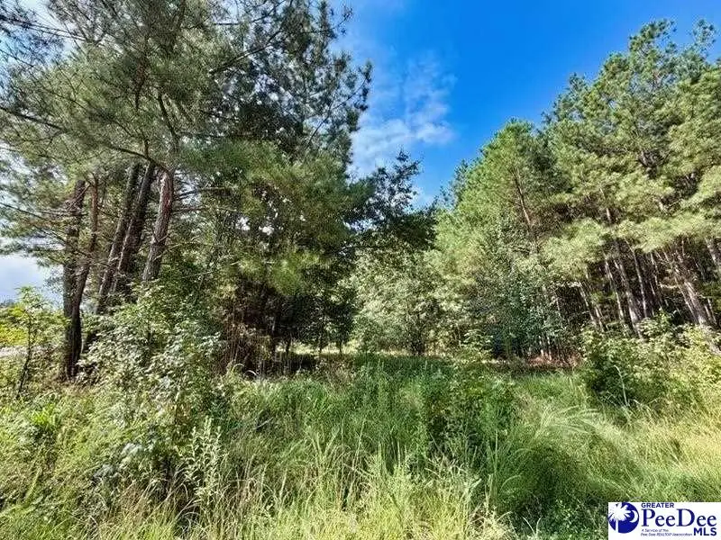 Laney Road, Cheraw, SC 29520 - #1