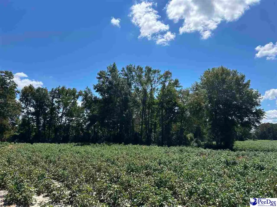 TBD Harlees Bridge Road, Dillon, SC 29536 - #3