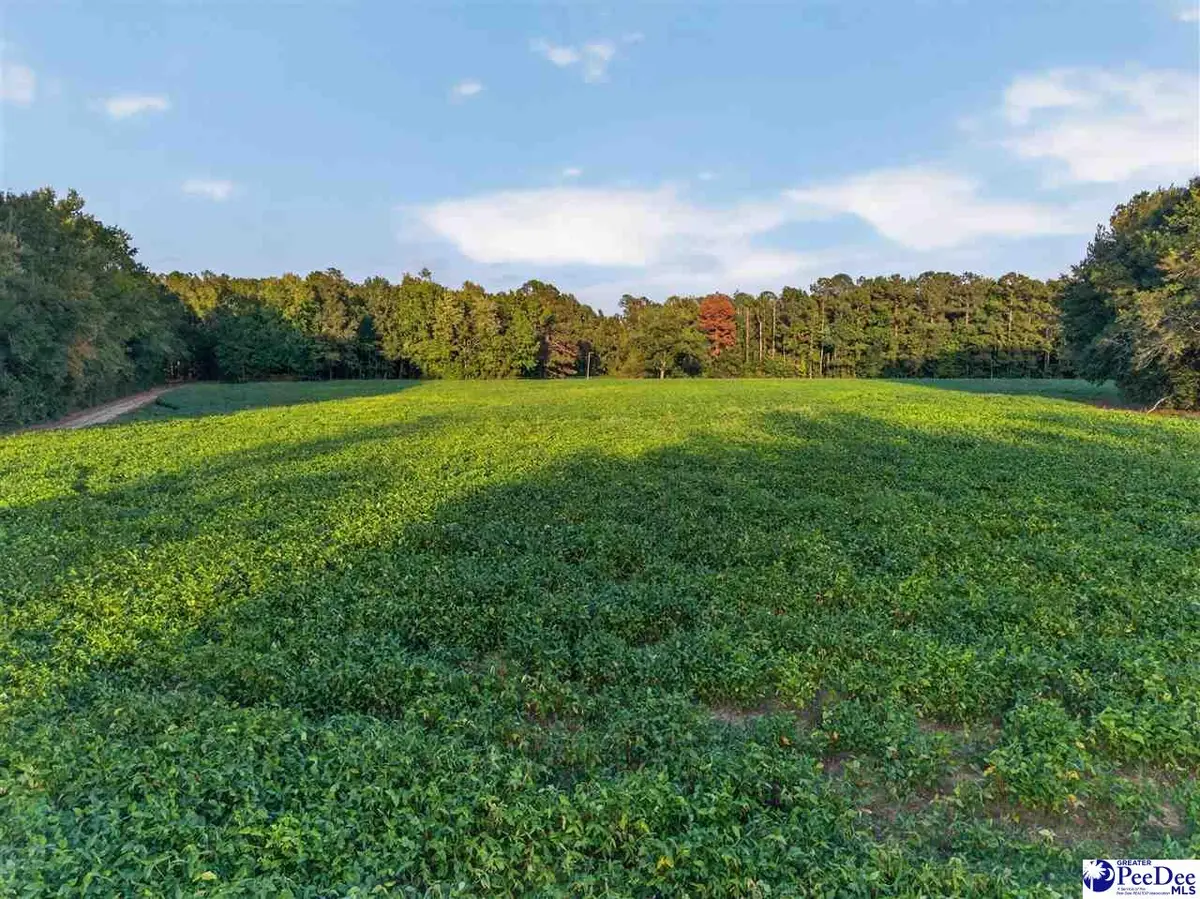 TBD Lum Vereen Rd. (tract-2c), Nichols, SC 29581 - #1