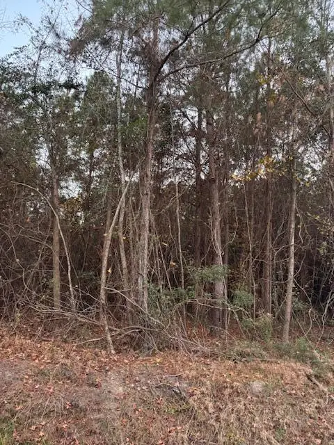 9680 Clash Lane, Lynchburg, SC 29080 - Image #3