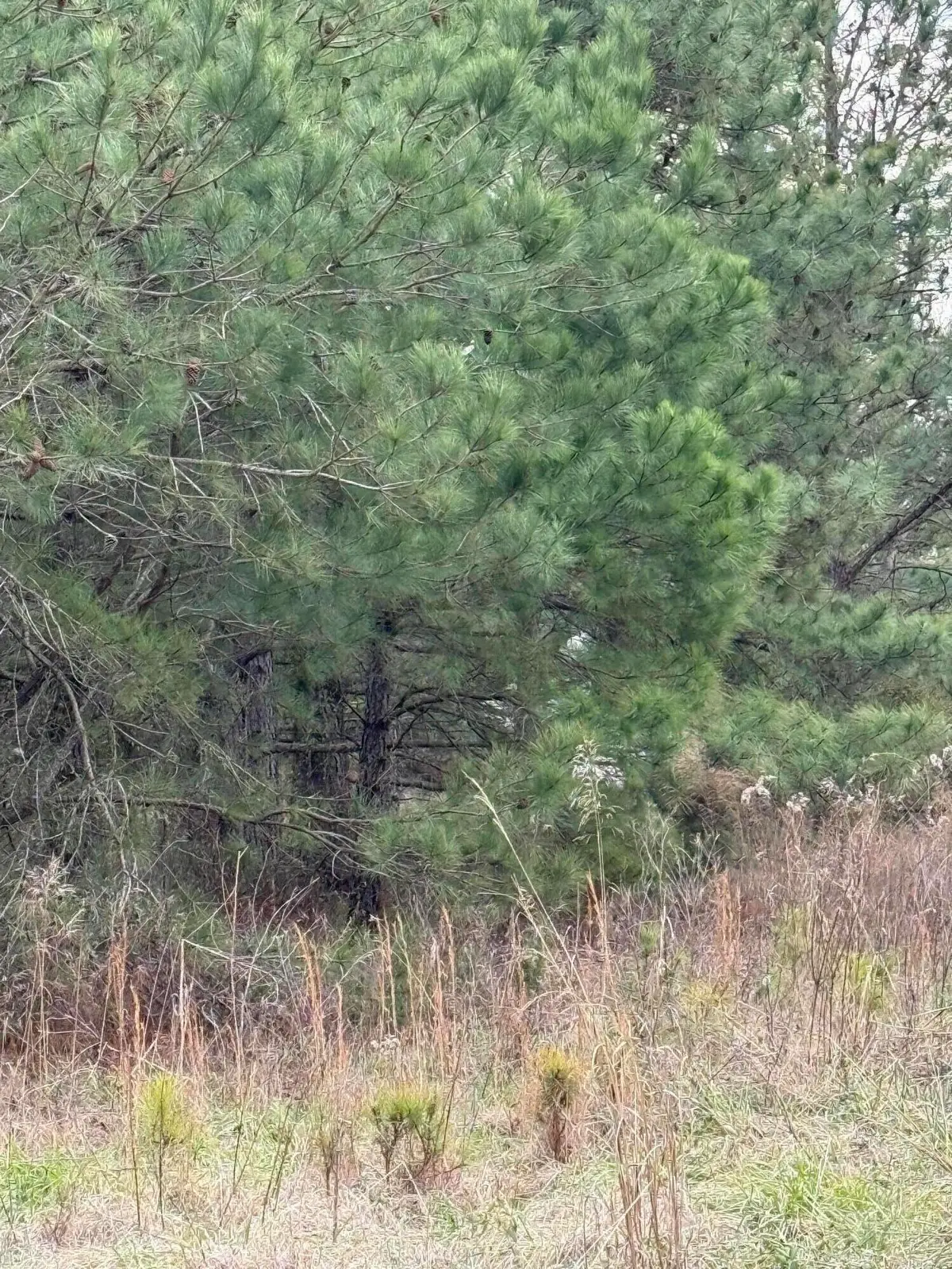 3075 Wilfred Drive, Rembert, SC 29128 - Image #1