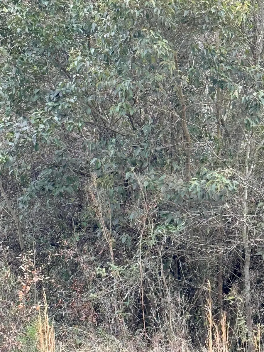 3075 Wilfred Drive, Rembert, SC 29128 - Image #3