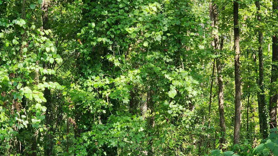 320 Foggy Cut Lane, Landrum, SC 29356 - #2