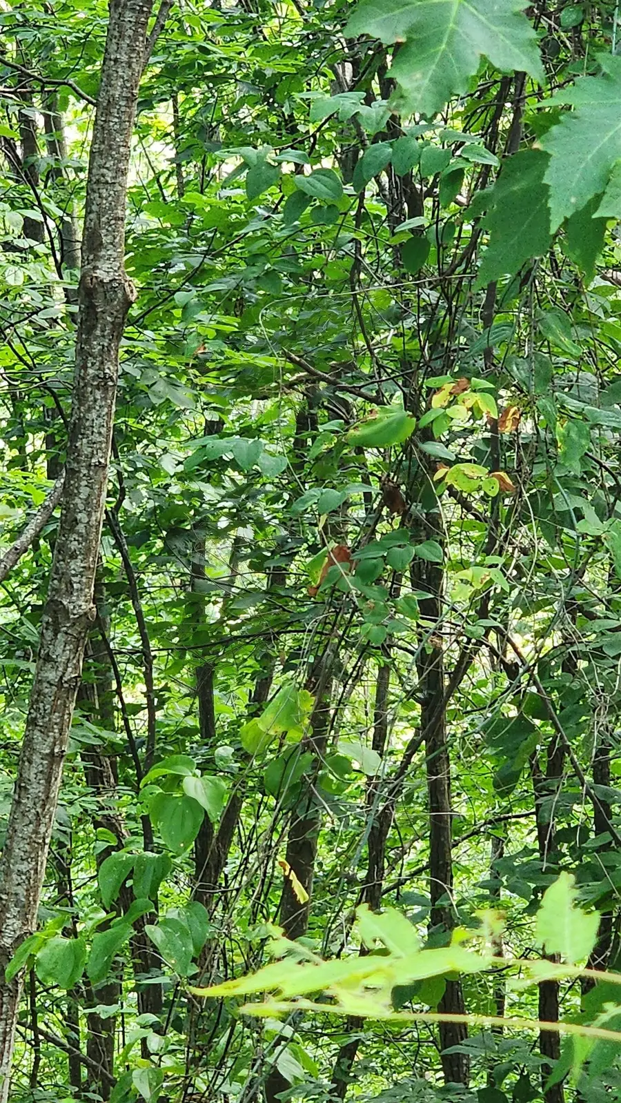 320 Foggy Cut Lane, Landrum, SC 29356 - #3