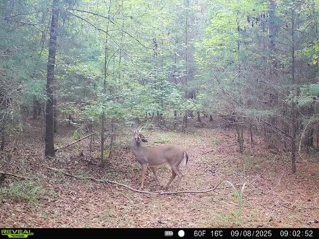 0 Simpson Mill Road, Laurens, SC 29360 - #2