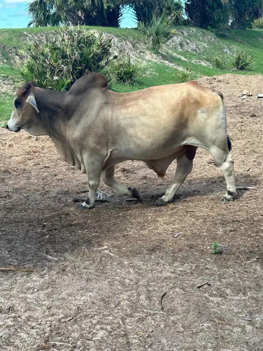 NW 72 Ave, Okeechobee, FL 34972 - Image #1