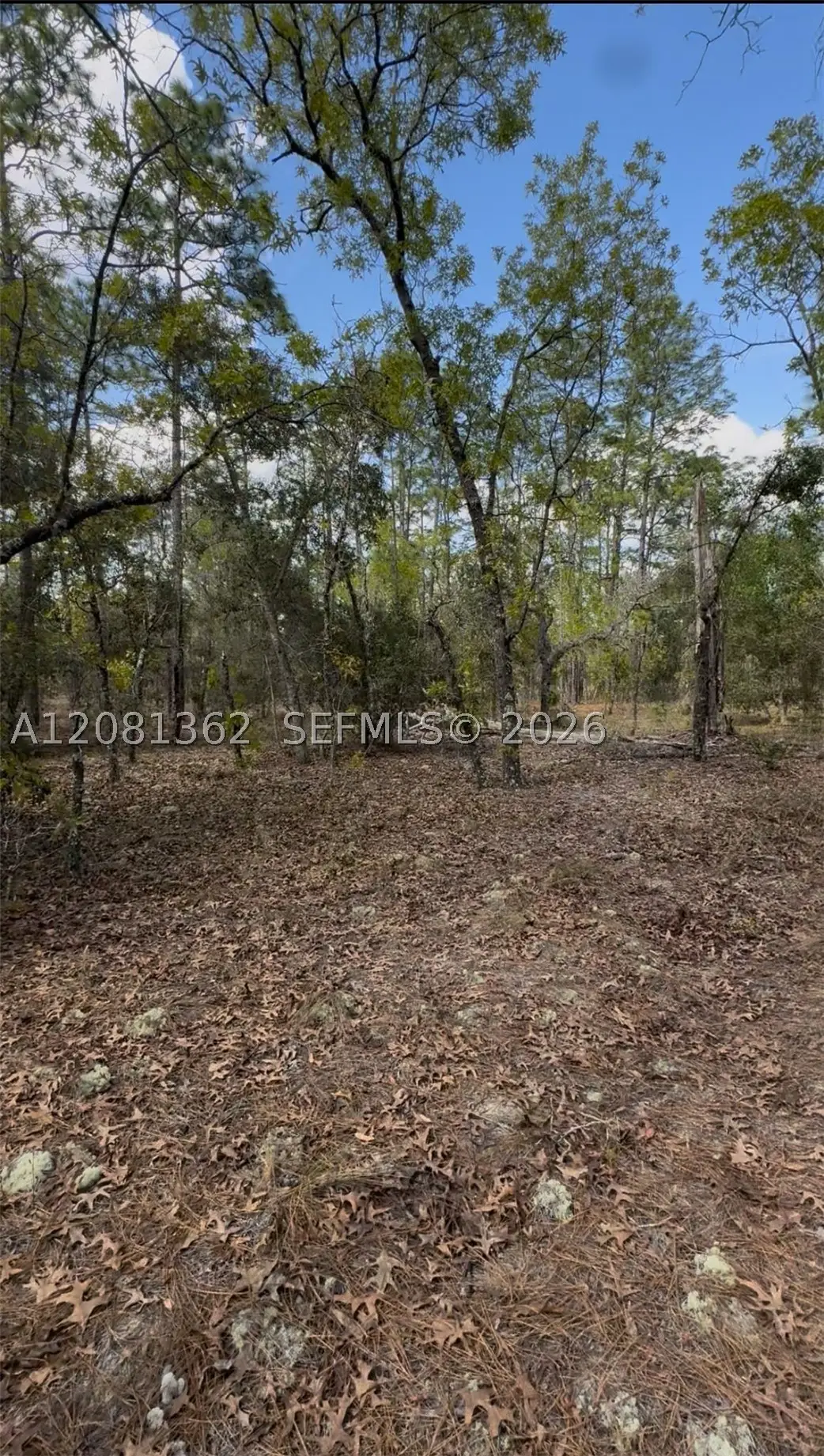 SW SW Indian Hill Dr, Rainbow Lakes Estates, FL 34431 - #1