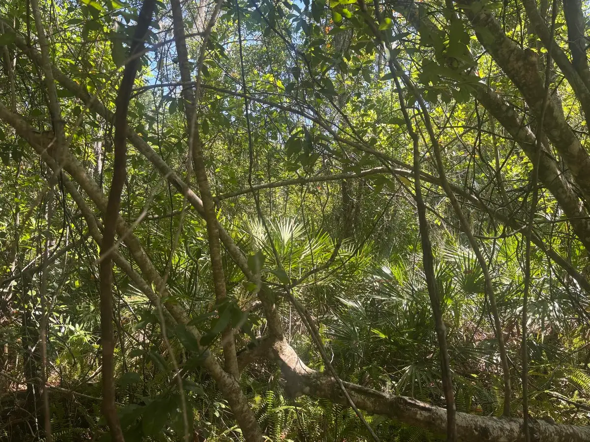 536 Bright Hill Avenue, Lake Placid, FL 33852 - #1