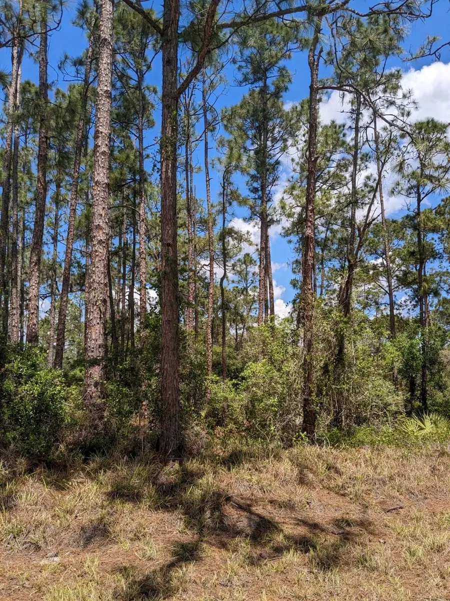 430 Apple Blossom Avenue, Lake Placid, FL 33852 - #3