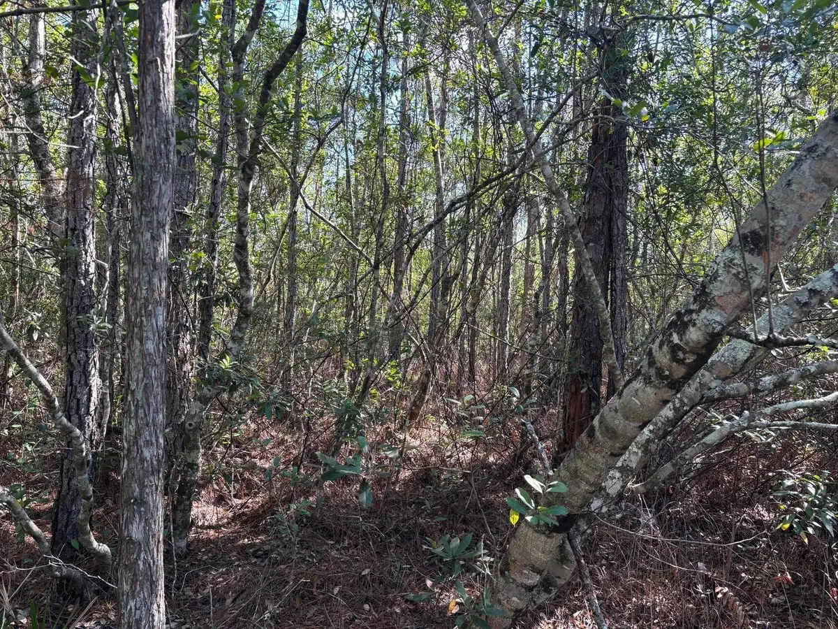 0 Holopaw Groves Road, South And East Osceola, FL 34772 - #1