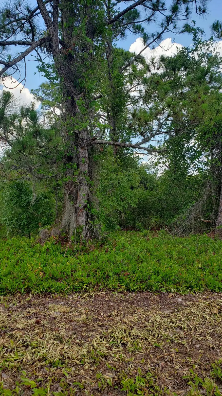 932 Island Parkway Ne, Lake Placid, FL 33852 - #3
