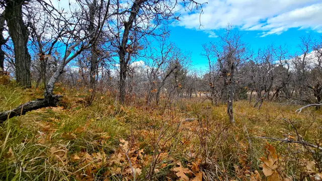 138 Phase 3 Section A #138, Mount Pleasant, UT 84647 - Image #1