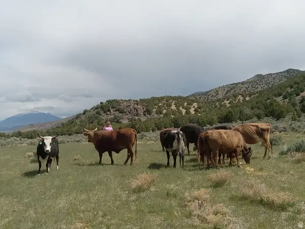 0 County Road 28, Levan, UT 84639