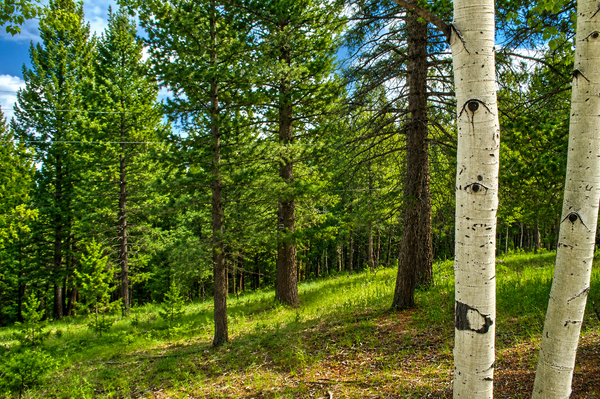 123 Ellis Lake Circle, Divide, CO 80814