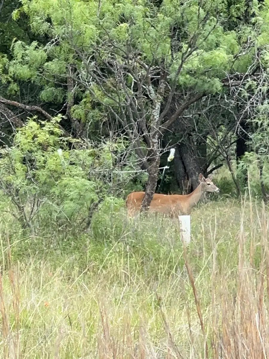 Lot 237 Vista Pointe Drive, Chico, TX 76431 - #3