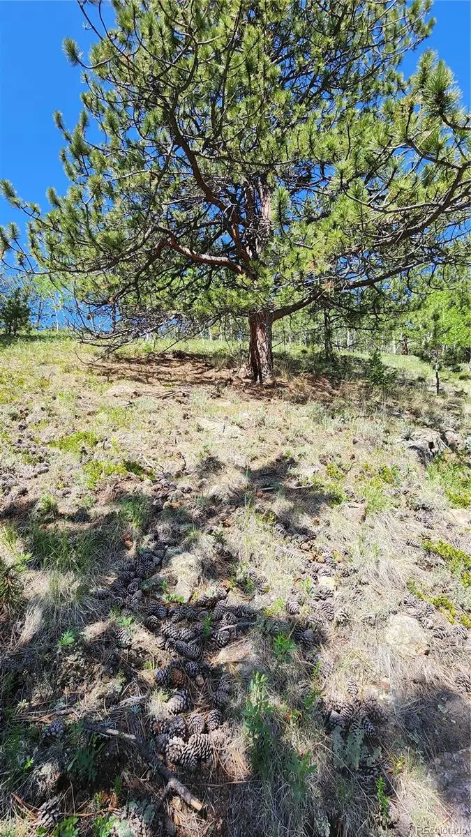 267 Ward Street, Bailey, CO 80421 - #2