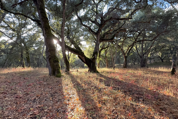 9 Garzas (lot 49) Trail, Carmel, CA 93923