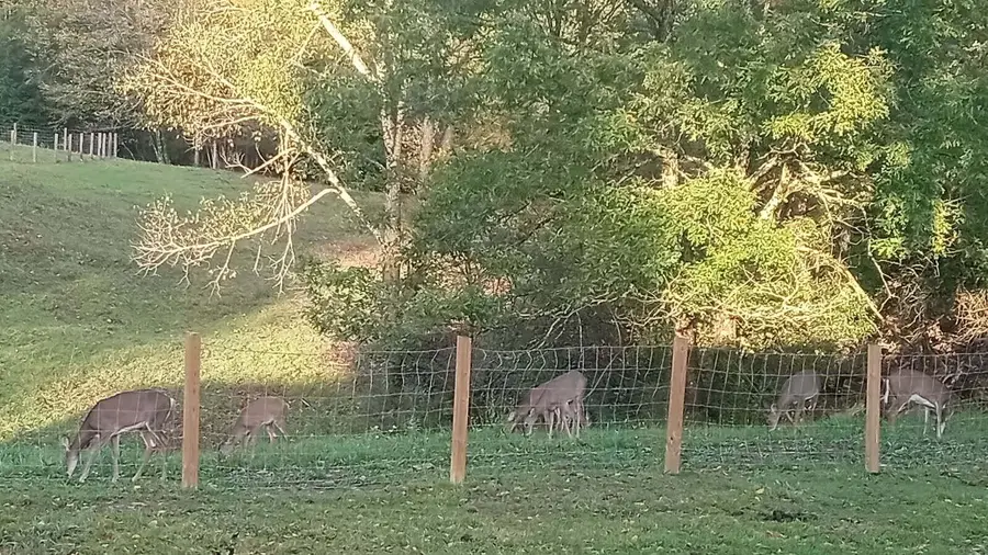 18406 Stanaford Rd, Danese, WV 25831 - #2