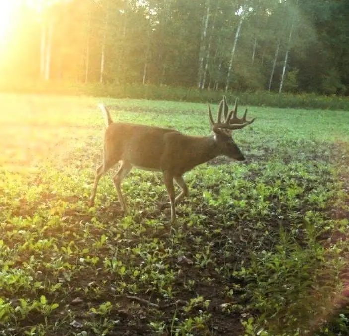 110 Acres County Road O, Atlanta, WI 54819 - Image #3