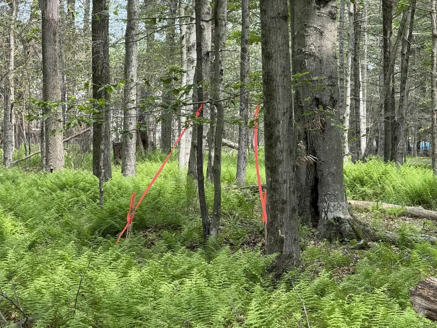 Dorshimer Ave, Blakeslee, PA 18610 - #3