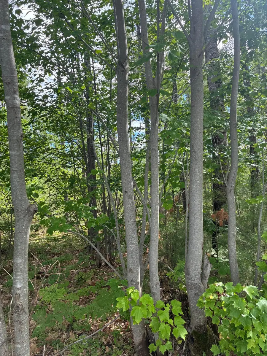 Lot 16 (1) Whittier Road, Farmington, ME 04938 - #3