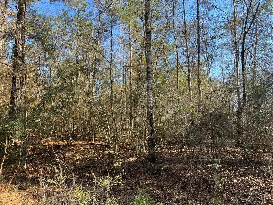 Lot197 W Woodland Drive, Lumberton, MS 39455 - #3