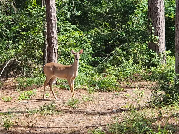 TBD Green Meadow Trail (Lot 140), Holly Lake Ranch, TX 75765