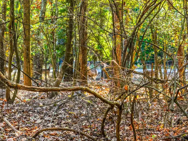 Lot 17 Sweet Gum Lane, Mount Vernon, TX 75457