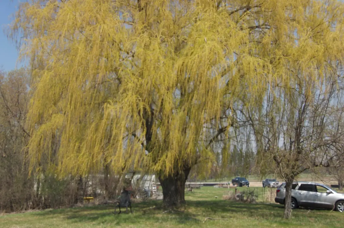 621 Lyman Boulevard, Chaska, MN 55318 - #1