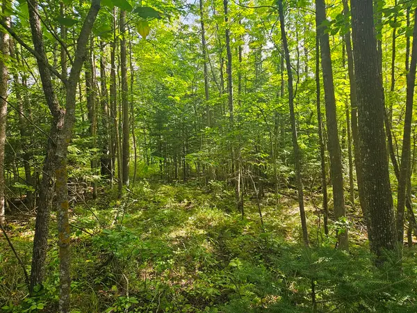 Lt 1 Blk 1 County Rd 238, Deer River, MN 56636