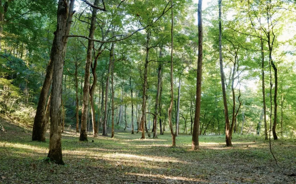 9b Sturgeon Creek Road, Cedar Hill, TN 37032 - Image #1