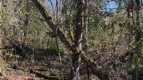 0 Skyline Park Drive, Signal Mountain, TN 37377