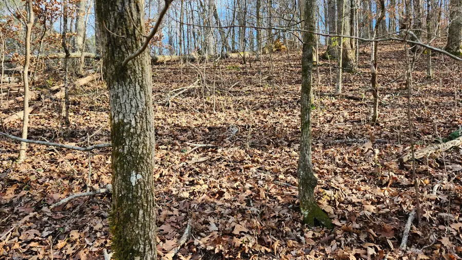 496 Hancock (5-acre Portion) Road, Jasper, TN 37347 - #3