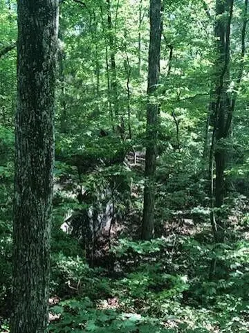 2818 Wilson Avenue #N/8&9, Signal Mountain, TN 37377 - Image #3